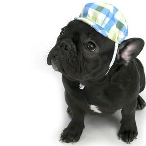 NEW VIBRANT LIFE NEWSBOY HAT FOR XS/S PUPS
